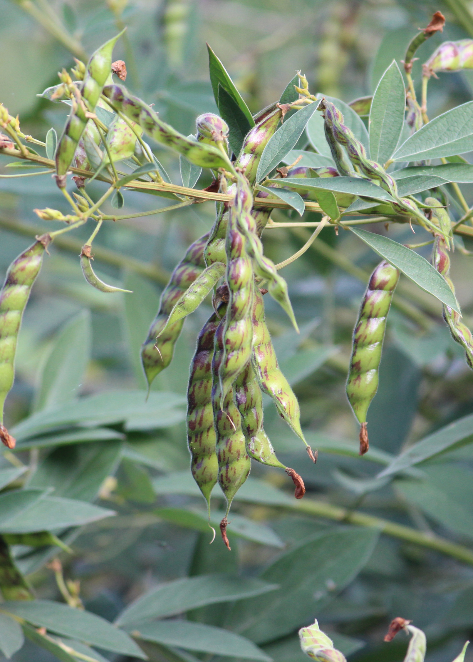 Black pigeon pea tree in a coconut coir pot, tropical fruit tree by Sow Exotic, showcasing lush green foliage.