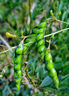 Red pigeon pea tropical fruit tree in a coconut coir pot, healthy growth, labeled Sow Exotic, Cajanus cajan, vibrant green foliage.