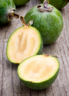 Pineapple Guava tropical fruit tree in coconut coir pot, grown by Sow Exotic, with lush green foliage and fruit-bearing branches.
