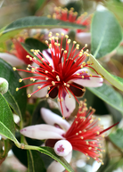 Pineapple Guava tropical fruit tree in a coconut coir pot, grown by Sow Exotic, with vibrant leaves and healthy growth.