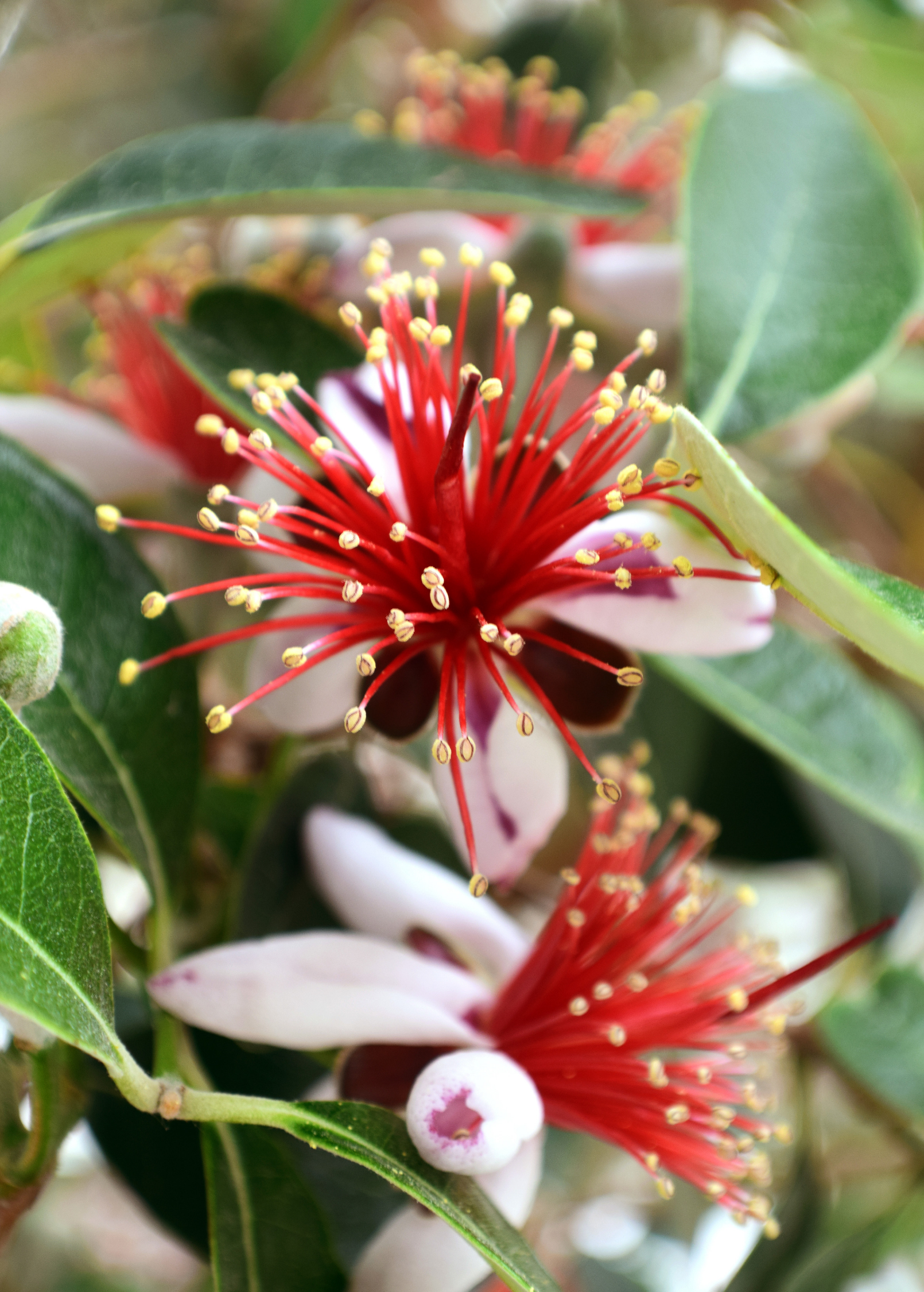 Pineapple Guava tropical fruit tree in a coconut coir pot, grown by Sow Exotic, with vibrant leaves and healthy growth.