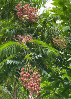Pink Wampee tropical fruit tree in coconut coir pot, showcasing lush green foliage and vibrant pink flowers.