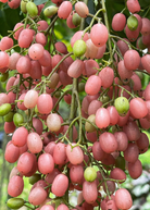 Pink Wampee (Clausena excavata) tropical fruit tree in a coconut coir pot, showcasing vibrant pink foliage and healthy growth.