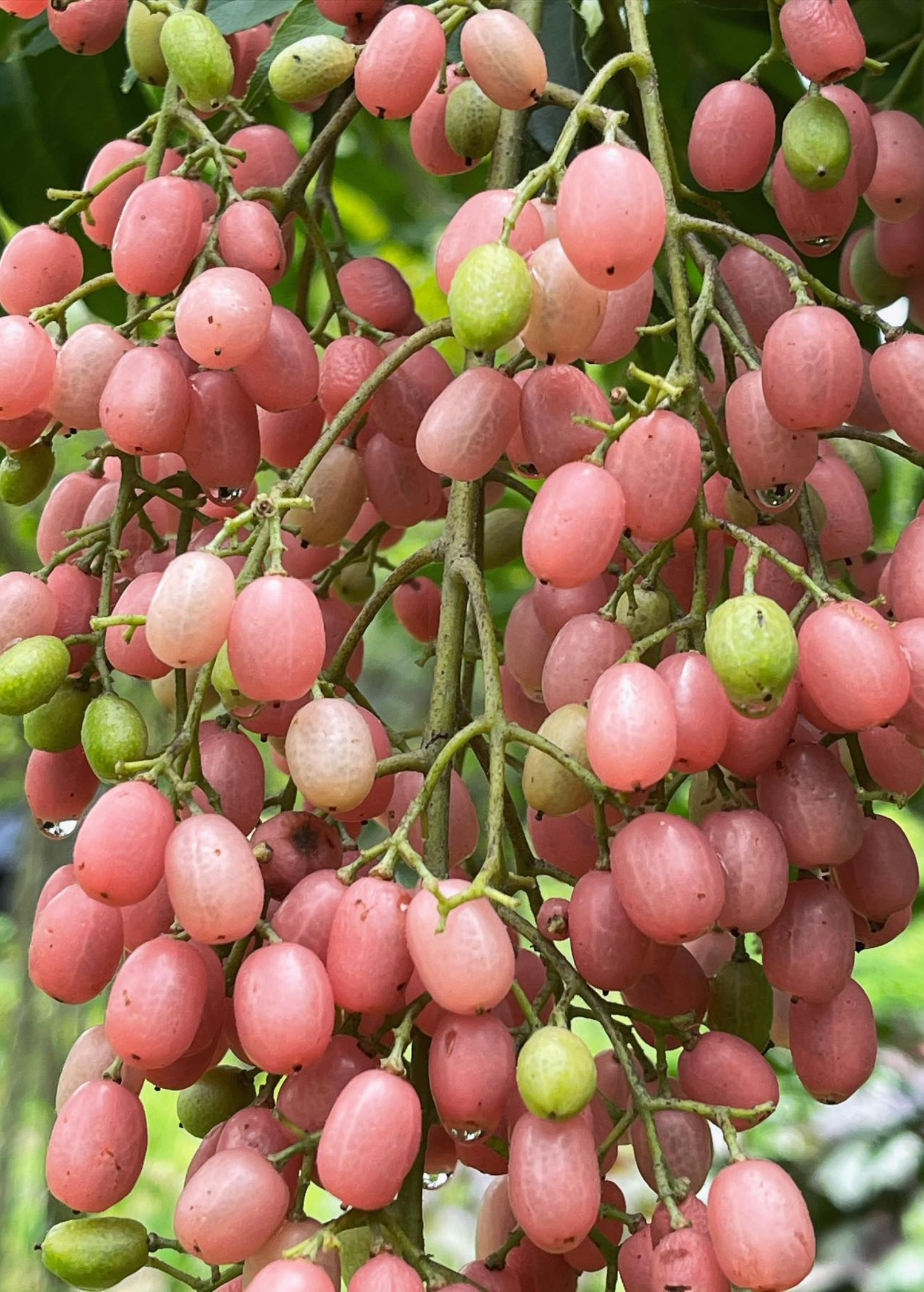 Pink Wampee (Clausena excavata) tropical fruit tree in a coconut coir pot, showcasing vibrant pink foliage and healthy growth.