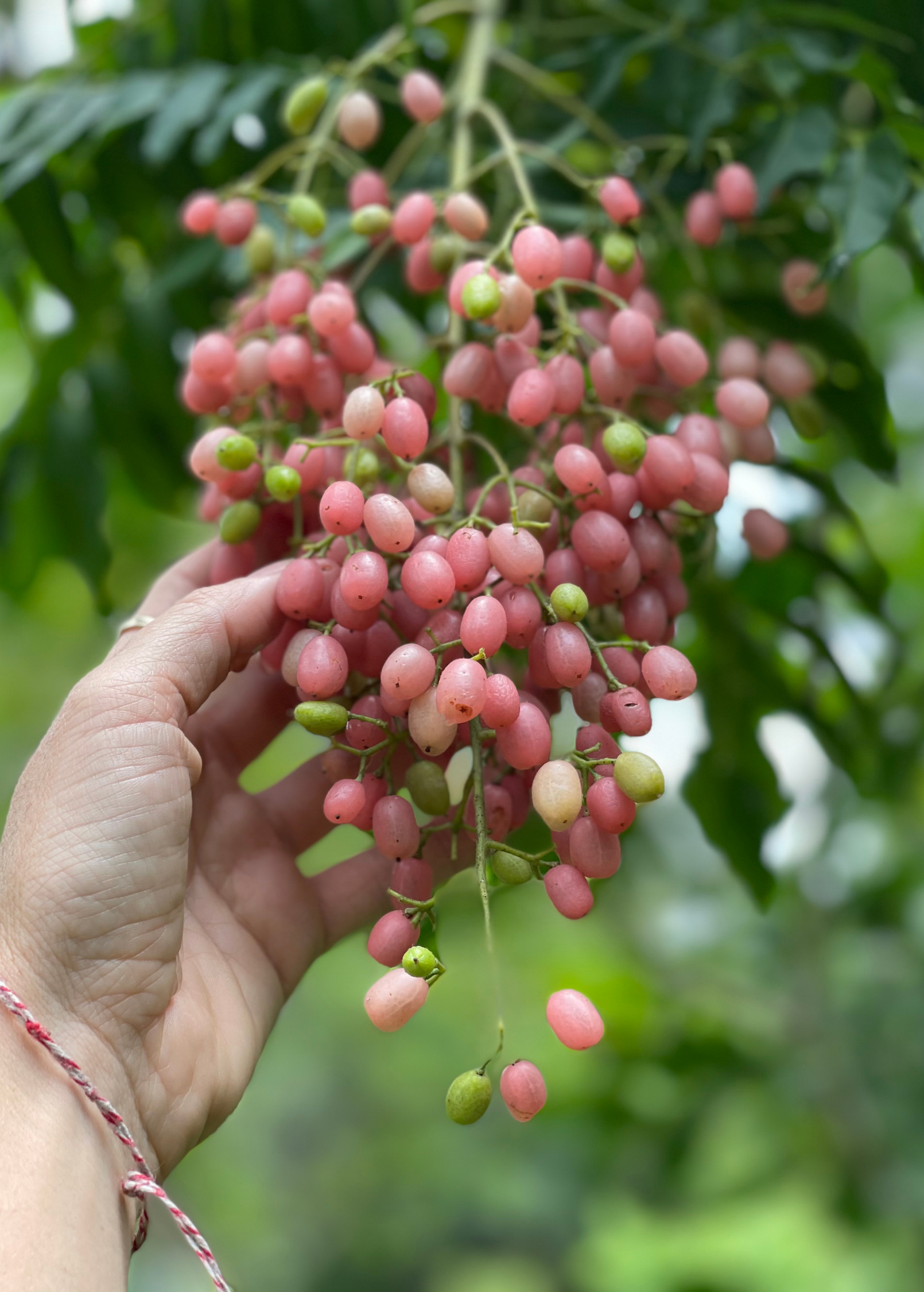 Pink Wampee tropical fruit tree in coconut coir pot by Sow Exotic, showcasing vibrant pink flowers and lush green foliage.