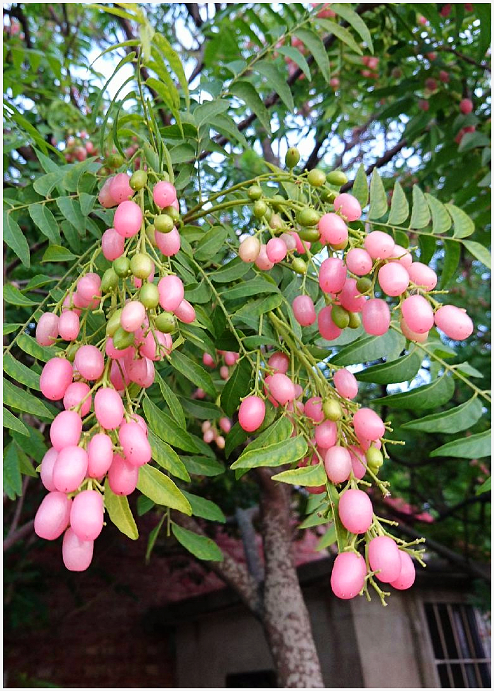 Pink Wampee tropical fruit tree in coconut coir pot by Sow Exotic, showing vibrant pink flowers and lush green foliage.