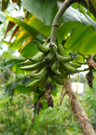 Dwarf Puerto Rican plantain Musa tropical fruit tree in coconut coir pot, grown by Sow Exotic.