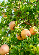 Pomegranate 'Azadi' tropical fruit tree in a coconut coir pot by Sow Exotic, showing healthy foliage and young fruit clusters.