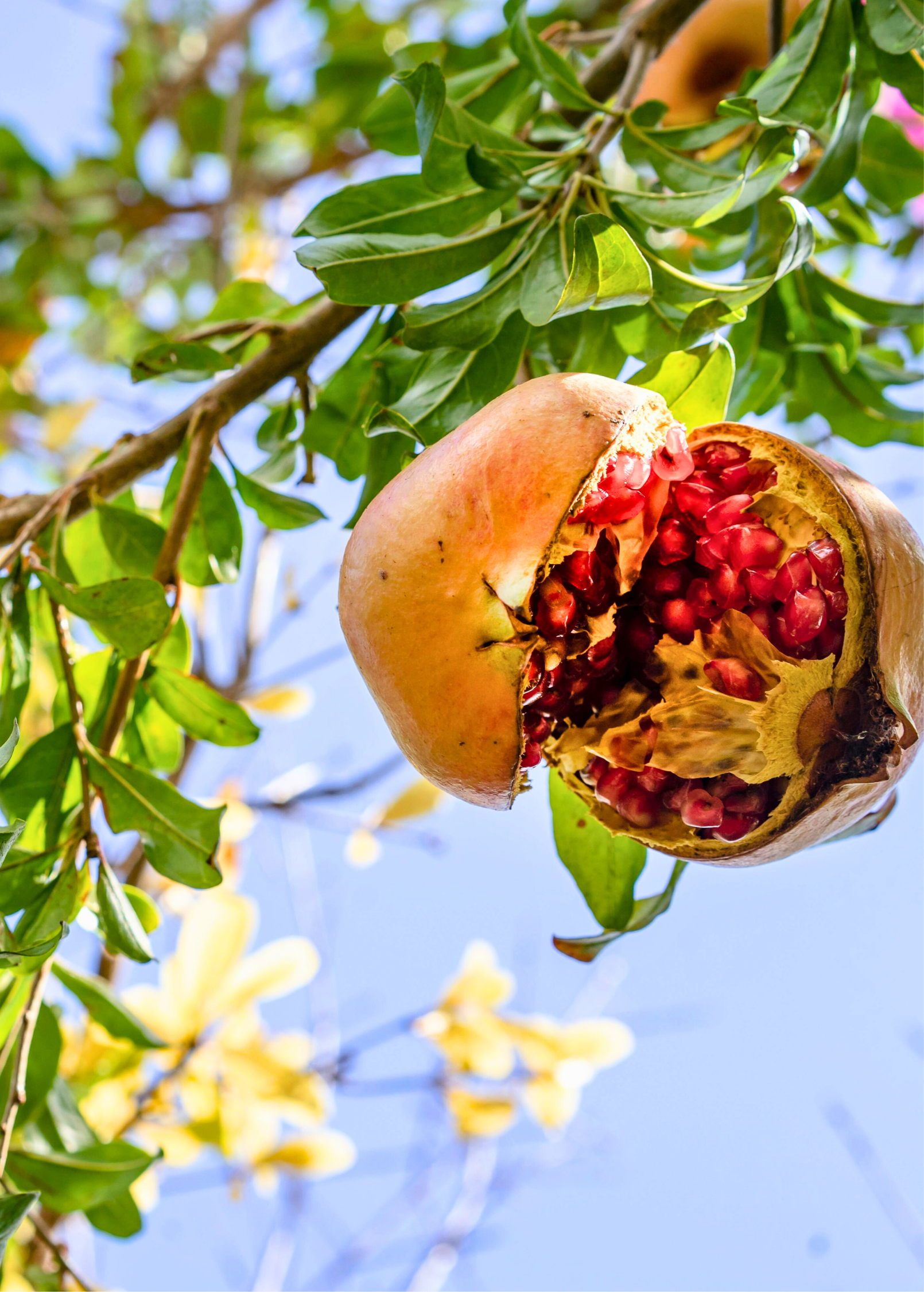 Pomegranate 'Azadi' tropical fruit tree in coconut coir pot by Sow Exotic, showcasing lush green foliage and young fruit.