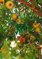 Pomegranate 'Azadi' tropical fruit tree in coconut coir pot, grown by Sow Exotic, with lush green leaves and developing fruit.