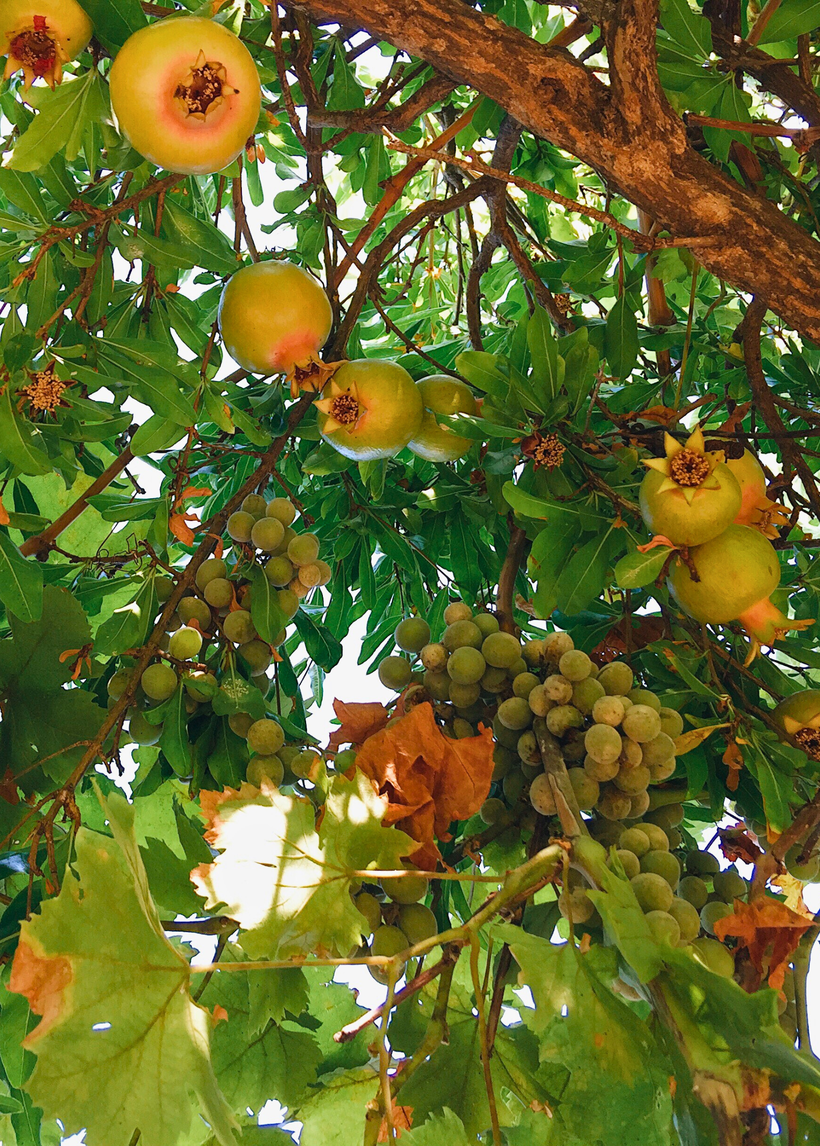 Pomegranate 'Azadi' tropical fruit tree in coconut coir pot, grown by Sow Exotic, with lush green leaves and developing fruit.