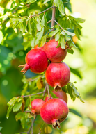 Pomegranate 'Kara Bala Miursal' tropical fruit tree in a coconut coir pot by Sow Exotic, ready for planting.