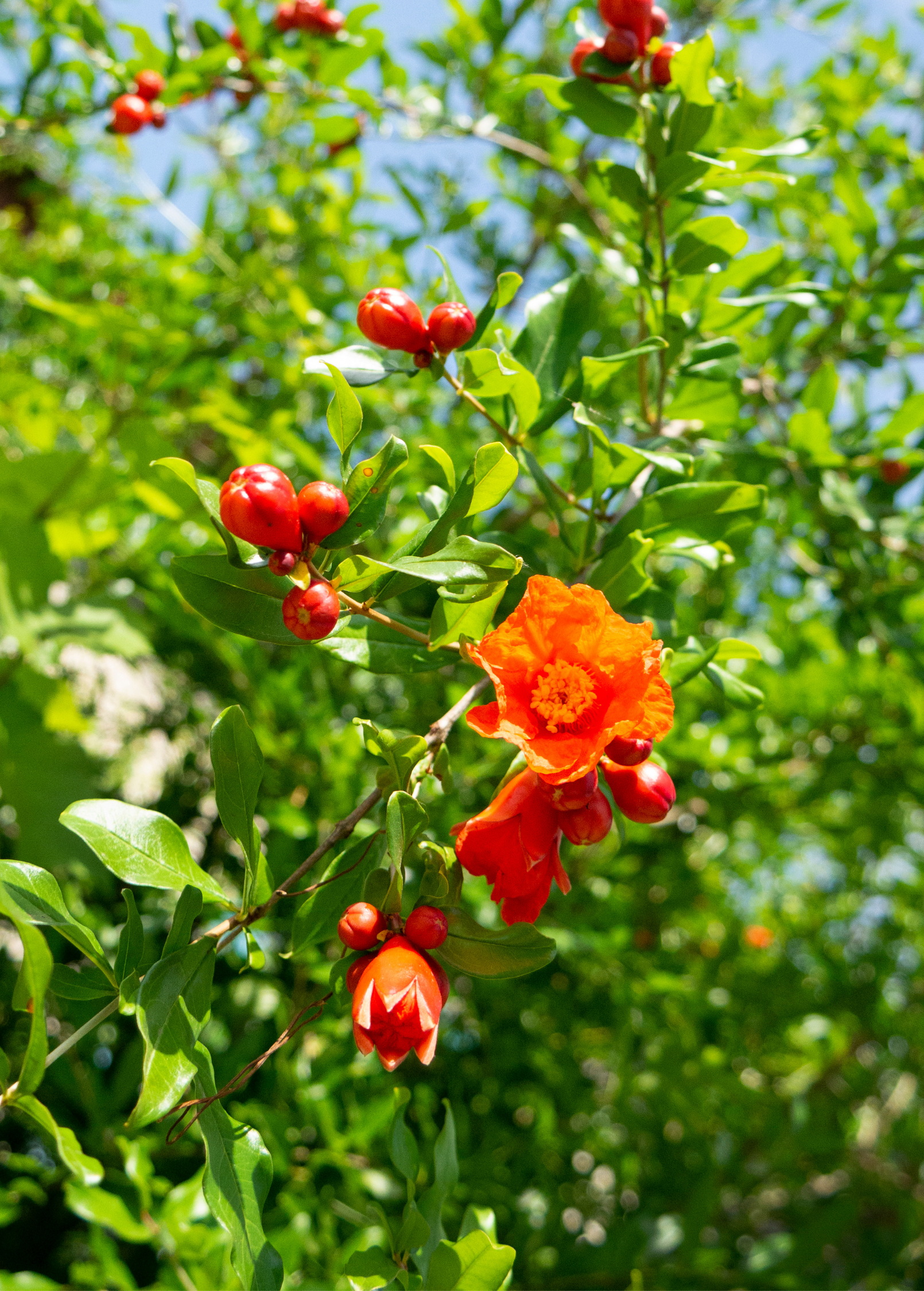Pomegranate 'Salavatski' tropical fruit tree in a coconut coir pot, grown by Sow Exotic, with lush green leaves and developing fruit.