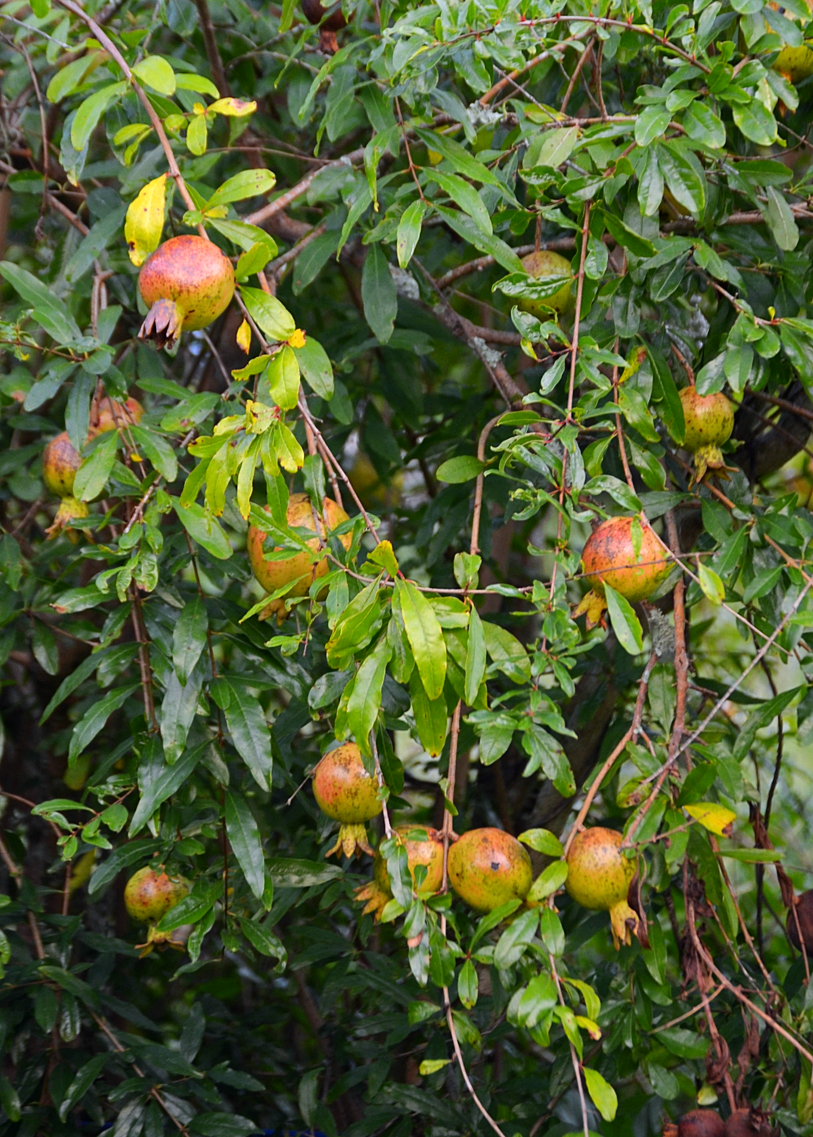 Vietnamese Pink Pomegranate tropical fruit tree in a coconut coir pot, grown by Sow Exotic, showcasing lush foliage and budding fruit.