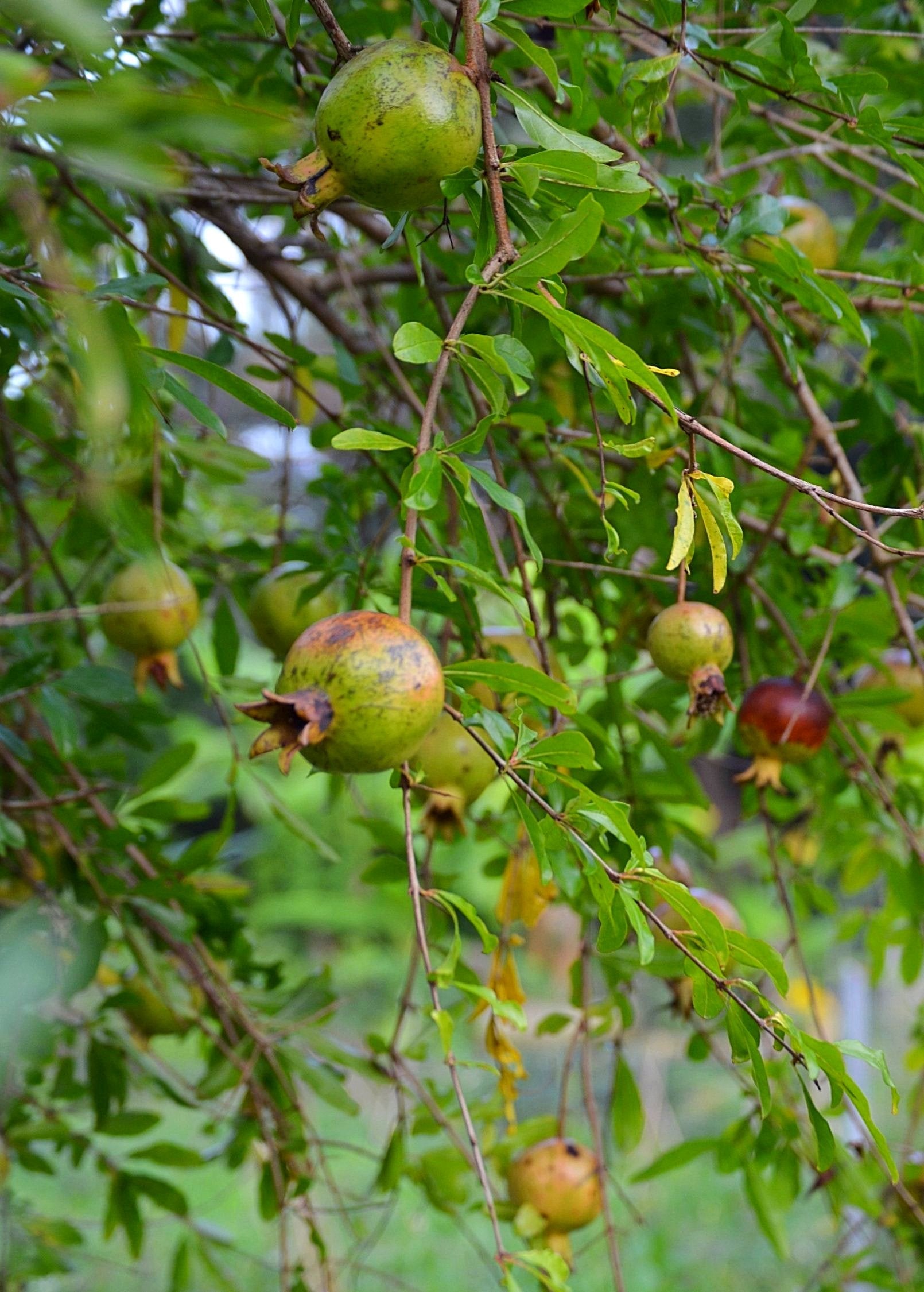 Pomegranate 'Vietnamese Pink' tropical fruit tree in coconut coir pot, grown by Sow Exotic, with lush green foliage and pink fruit buds.