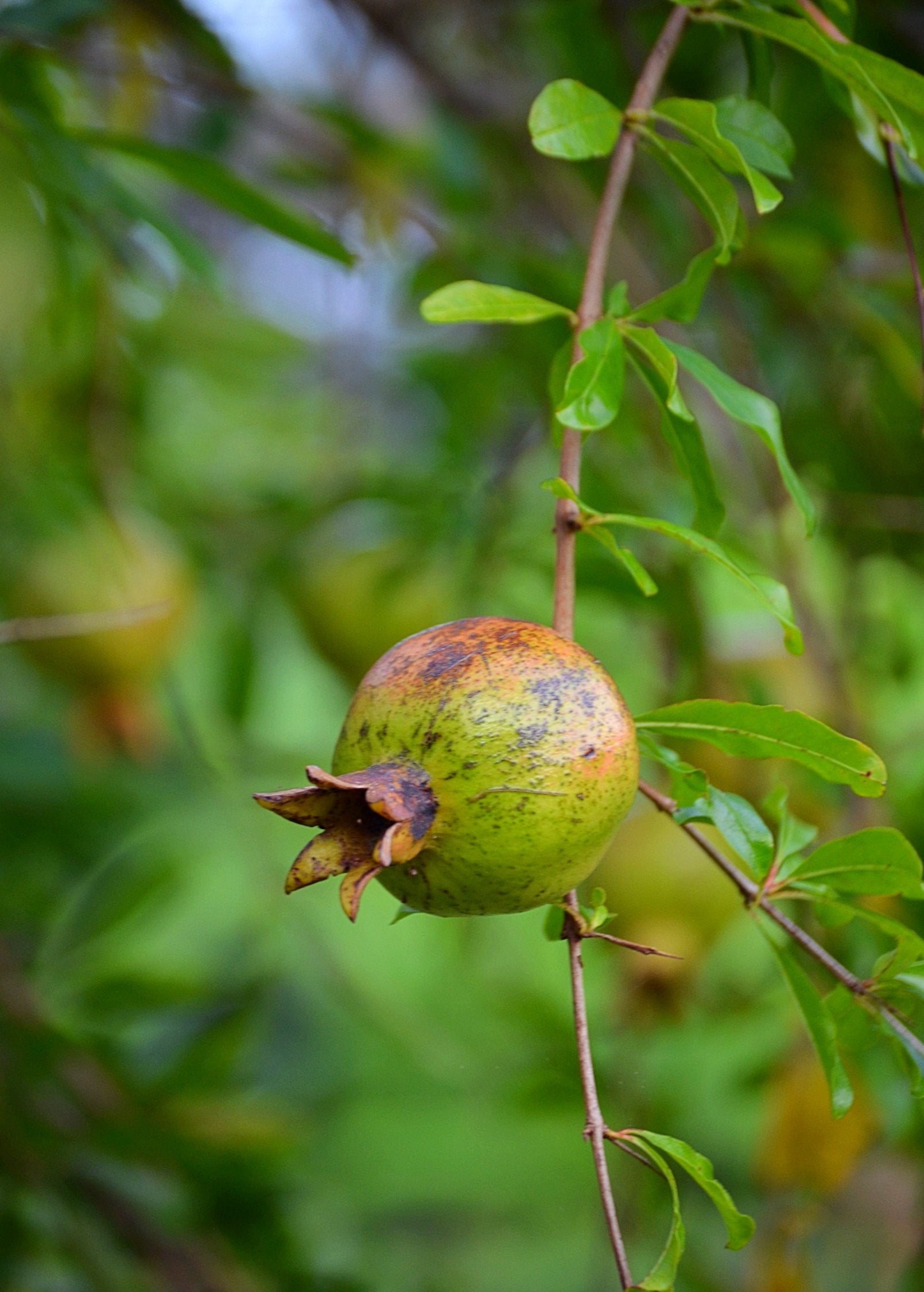 Pomegranate 'Vietnamese Pink' tropical fruit tree in coconut coir pot, cultivated by Sow Exotic, showing lush pink-fruited branches.