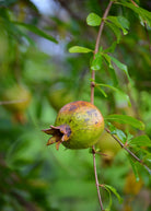 Pomegranate 'Vietnamese Pink' tropical fruit tree in coconut coir pot, cultivated by Sow Exotic, showing lush pink-fruited branches.