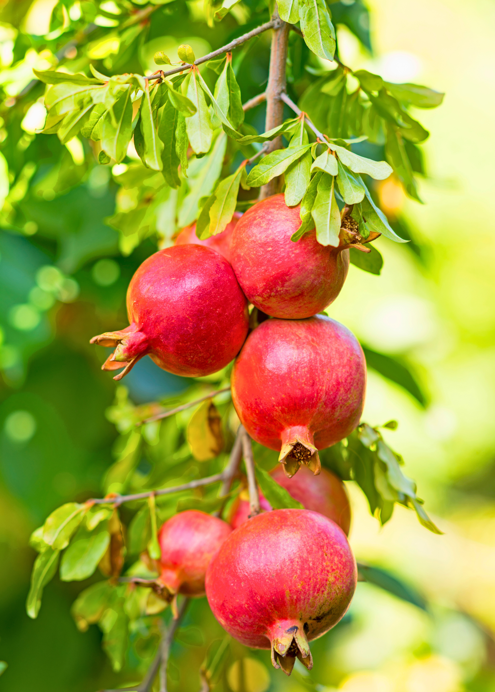Pomegranate 'Wonderful' tropical fruit tree in a coconut coir pot, showcasing lush green foliage and developing fruit.