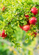 Pomegranate 'Wonderful' tropical fruit tree in a coconut coir pot, showcasing lush green leaves and developing fruit.