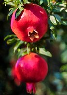 Pomegranate 'Wonderful' tree in a coconut coir pot, grown by Sow Exotic, with lush green foliage and developing fruit.