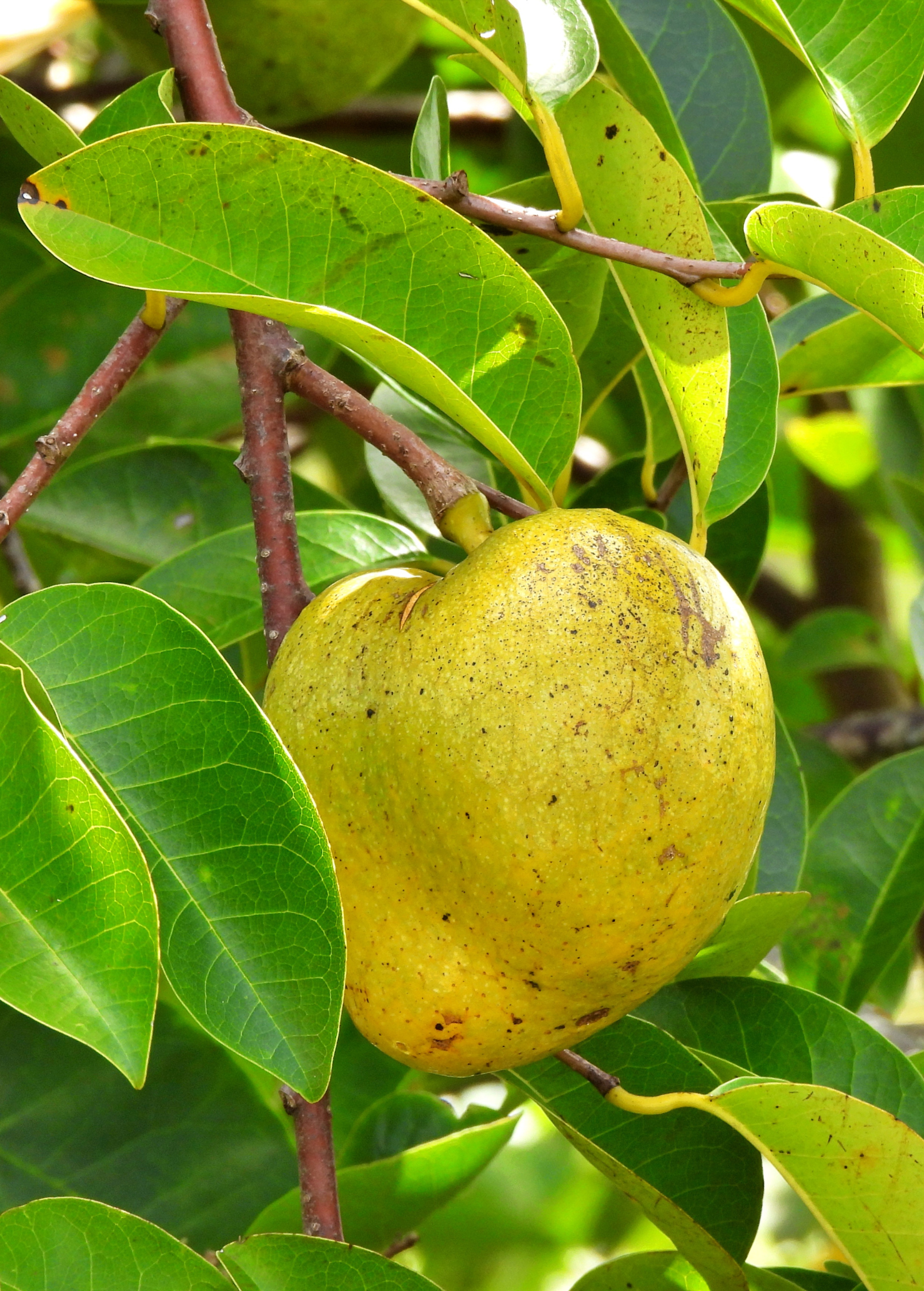 Pond Apple (Annona glabra) tropical fruit tree in coconut coir pot, cultivated by Sow Exotic, with lush green leaves.