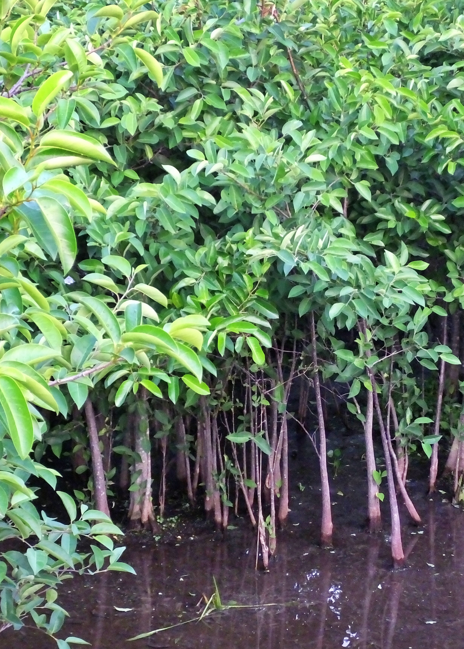 Pond Apple (Annona glabra) tropical fruit tree in a coconut coir pot, grown by Sow Exotic, with lush green foliage.