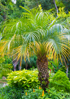 Pygmy Date Palm in coconut coir pot, tropical fruit tree by Sow Exotic, with lush green fronds and slender trunk