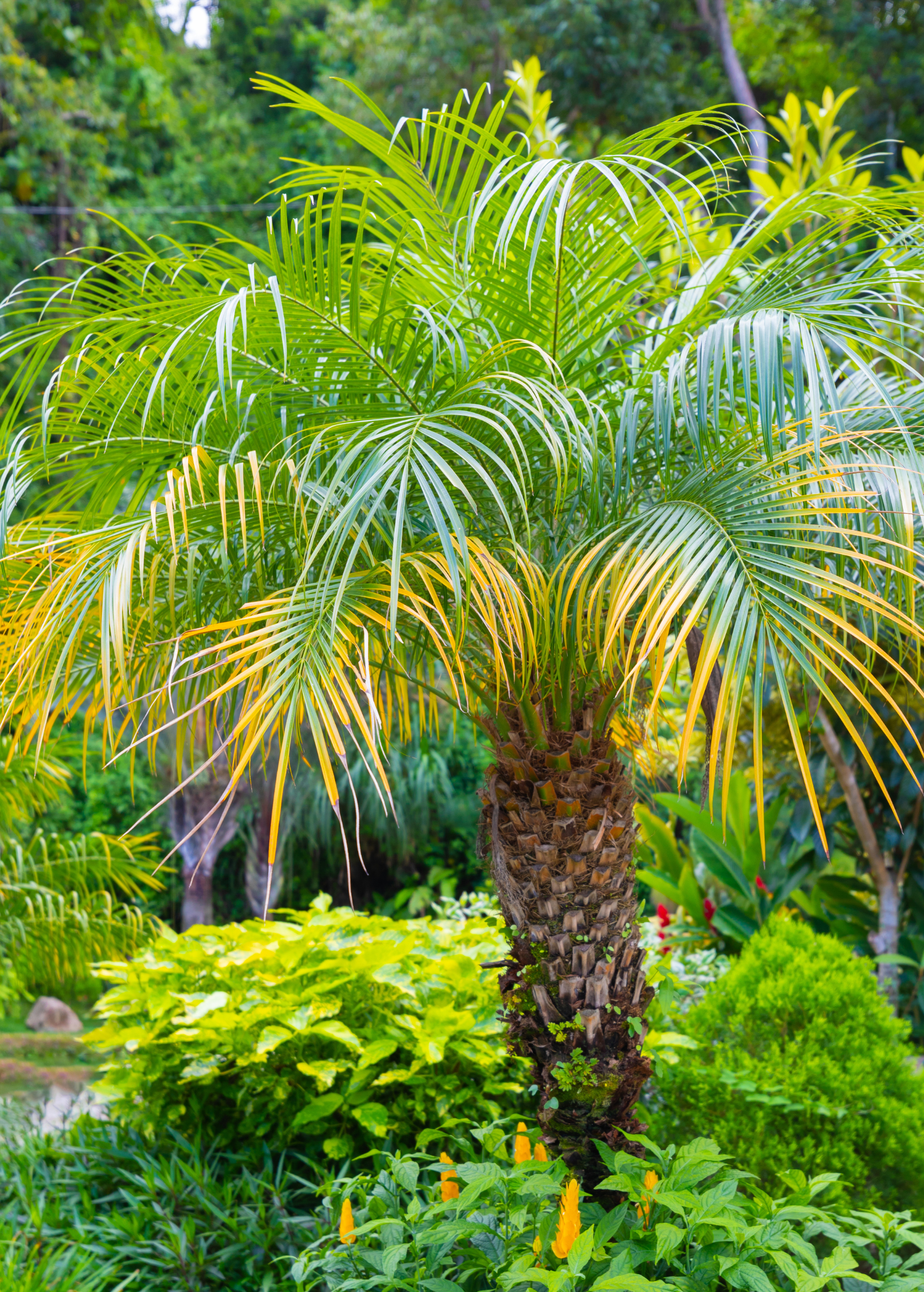 Pygmy Date Palm in coconut coir pot, tropical fruit tree by Sow Exotic, with lush green fronds and slender trunk