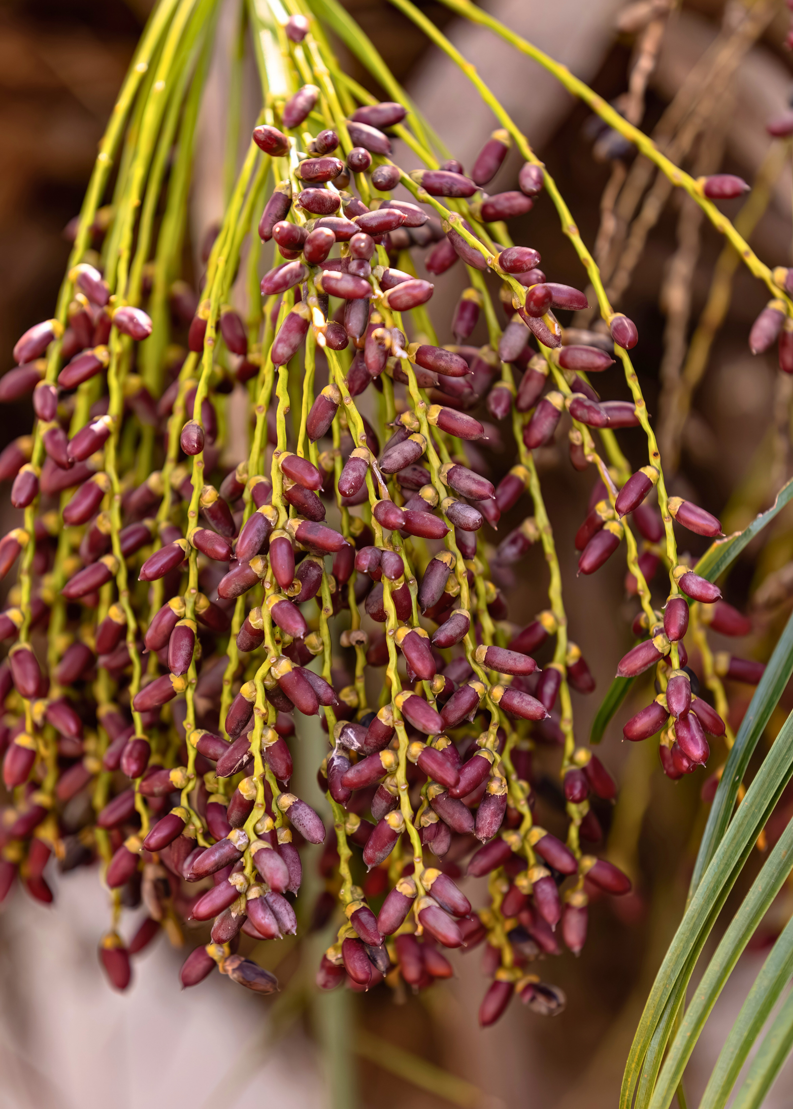 Pygmy Date Palm in coconut coir pot, tropical fruit tree by Sow Exotic, with lush green fronds and slender trunk.