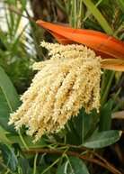 Pygmy Date Palm in coconut coir pot, tropical fruit tree by Sow Exotic, with lush green fronds and slender trunk.