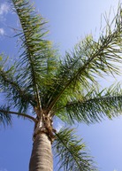 Queen Palm tropical fruit tree in a coconut coir pot, showcasing lush green fronds and healthy trunk.