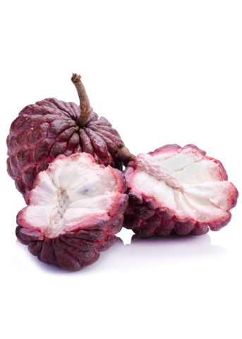 Red Sugar Apple Seedling from Sow Exotic, a tropical fruit tree in a coconut coir pot, showing vibrant young Annona squamosa L. leaves.