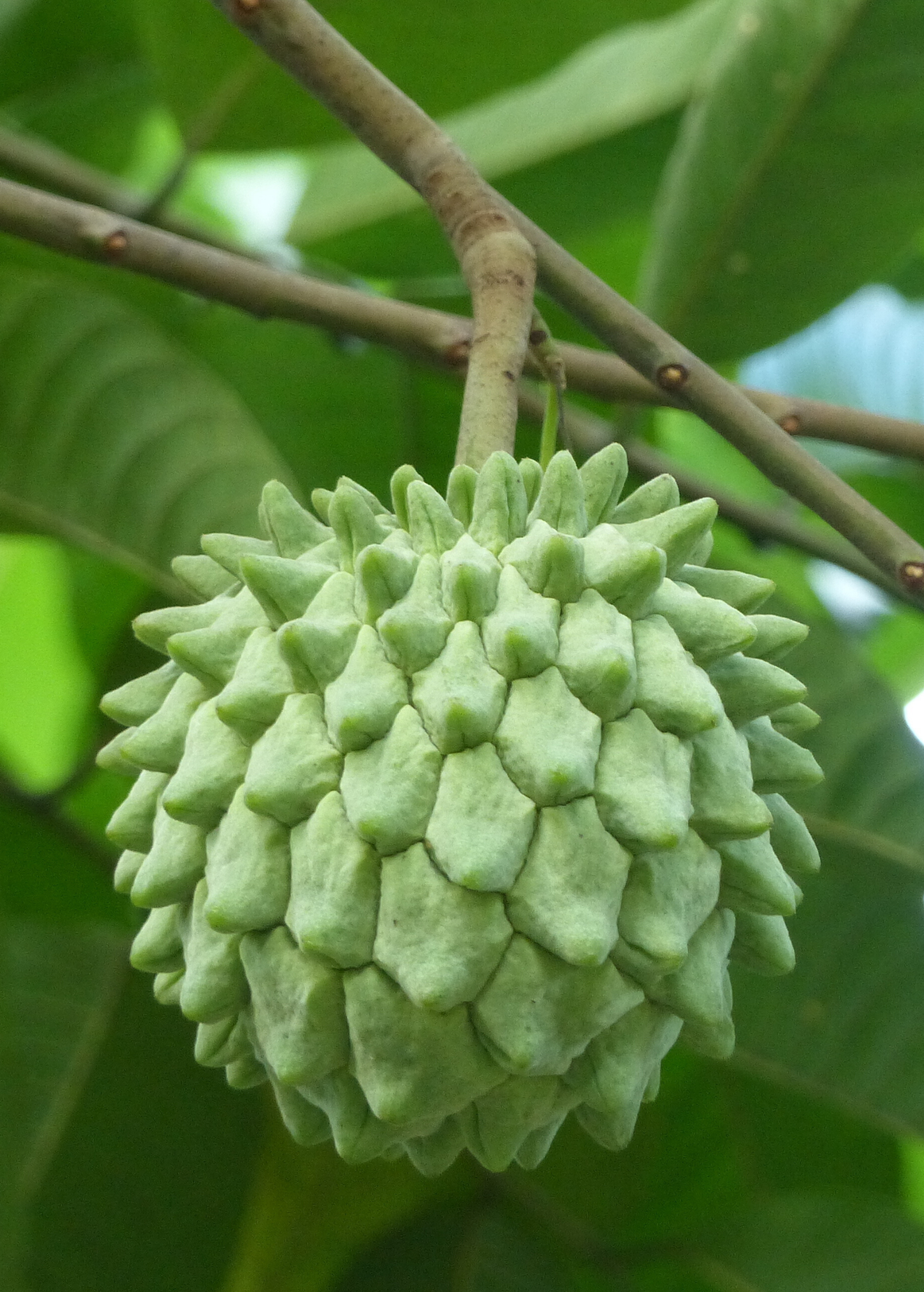 Rollinia deliciosa seedling in coconut coir pot, tropical fruit tree from Sow Exotic, ready to grow into a lush orchard plant