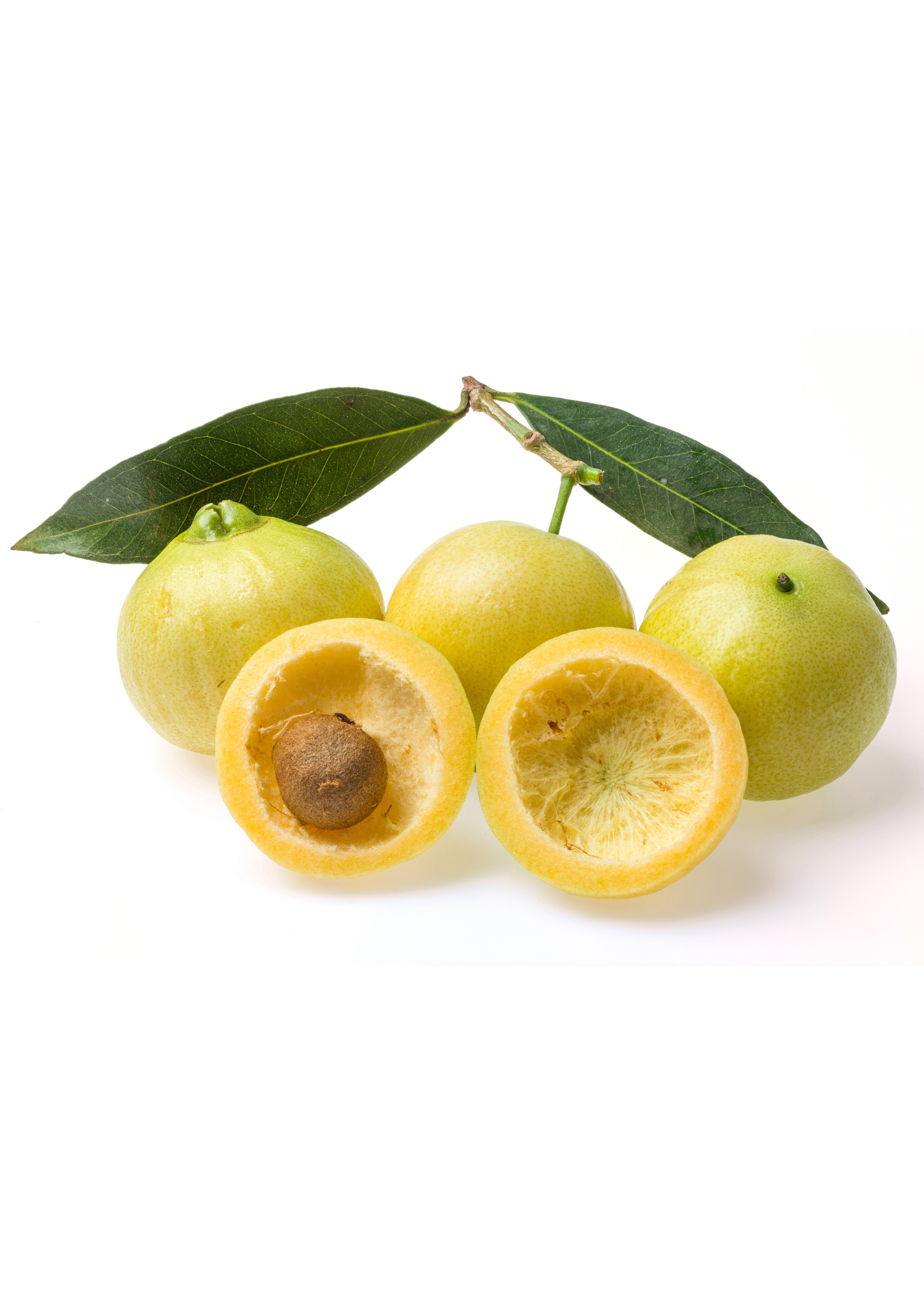 Rose Apple tropical fruit tree by Sow Exotic in a coconut coir pot, showcasing lush green leaves and developing fruit.