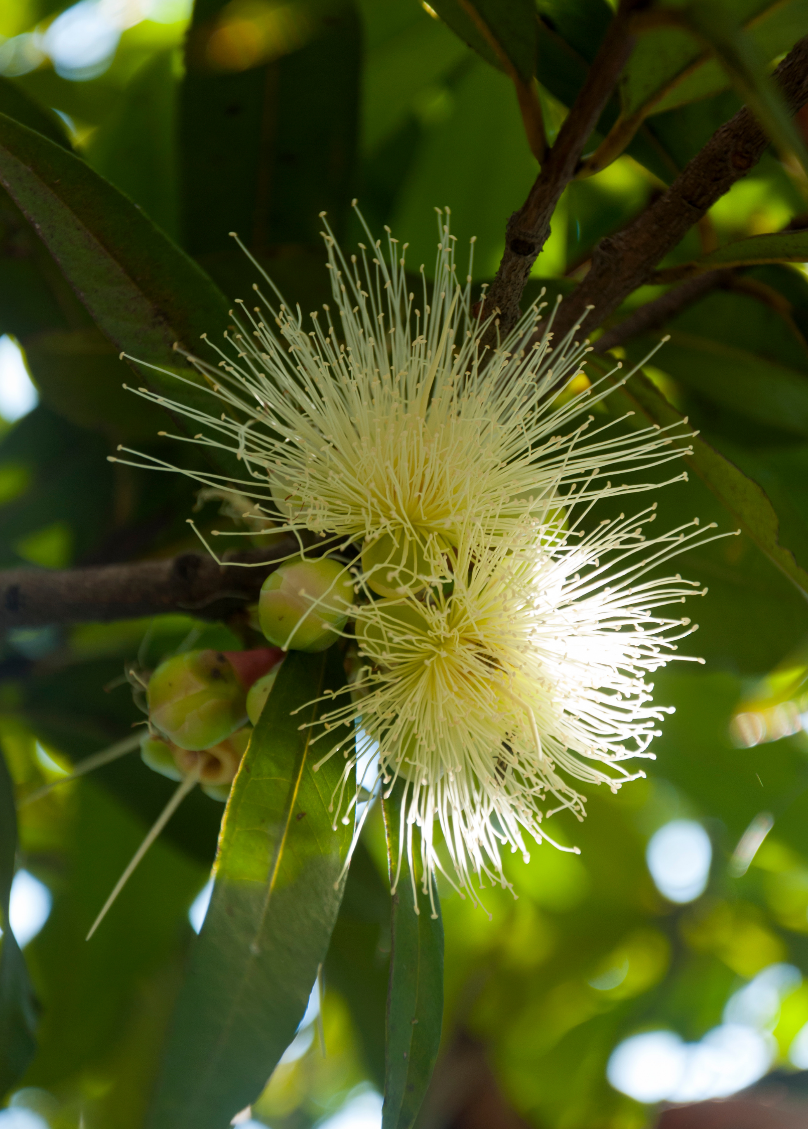 Rose Apple tropical fruit tree in coconut coir pot by Sow Exotic, showcasing lush green leaves and developing fruit.