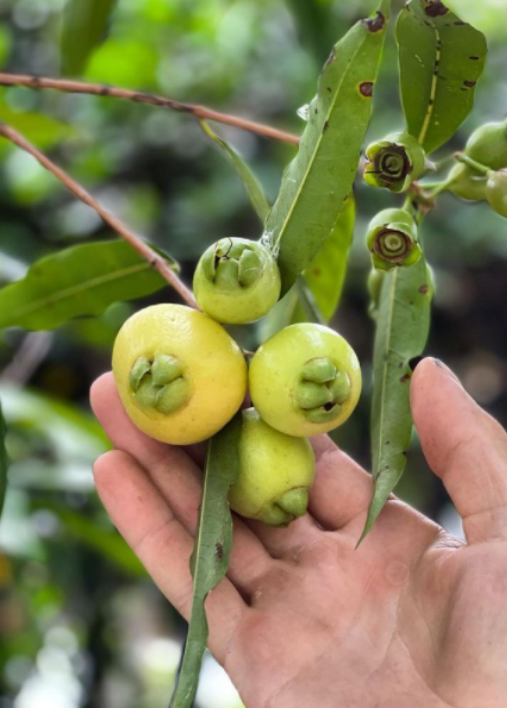 Rose Apple tropical fruit tree in a coconut coir pot, showcasing lush green leaves and the tree's vibrant growth.