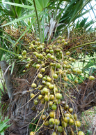 Saw Palmetto Serenoa repens tropical fruit tree in coconut coir pot by Sow Exotic, healthy green foliage.