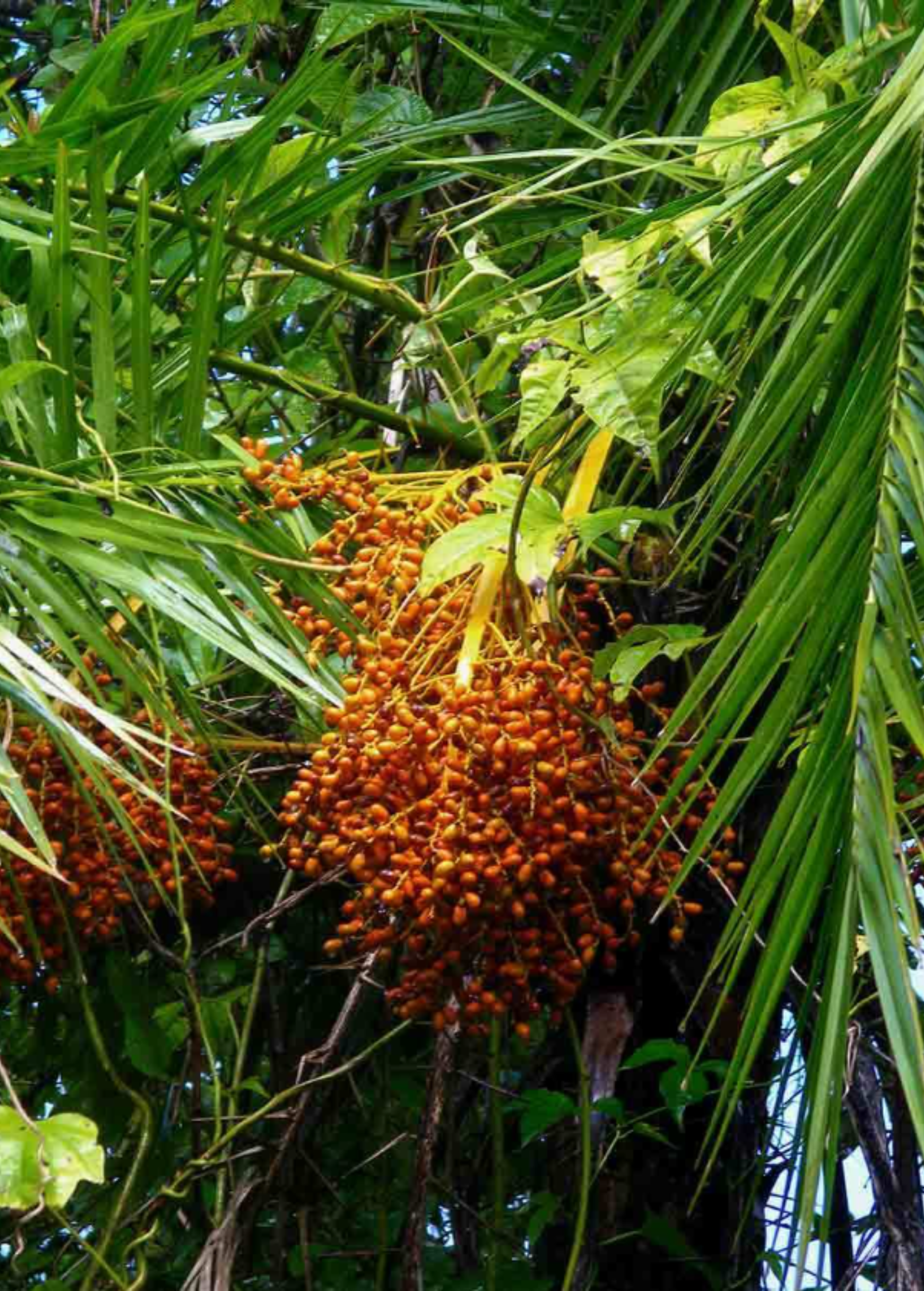 Senegal Date palm tree in coconut coir pot, tropical fruit tree by Sow Exotic, with lush green fronds and tall trunk.