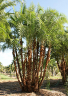 Senegal Date palm tree in a coconut coir pot, tropical fruit tree by Sow Exotic, with lush green fronds and a sturdy trunk.