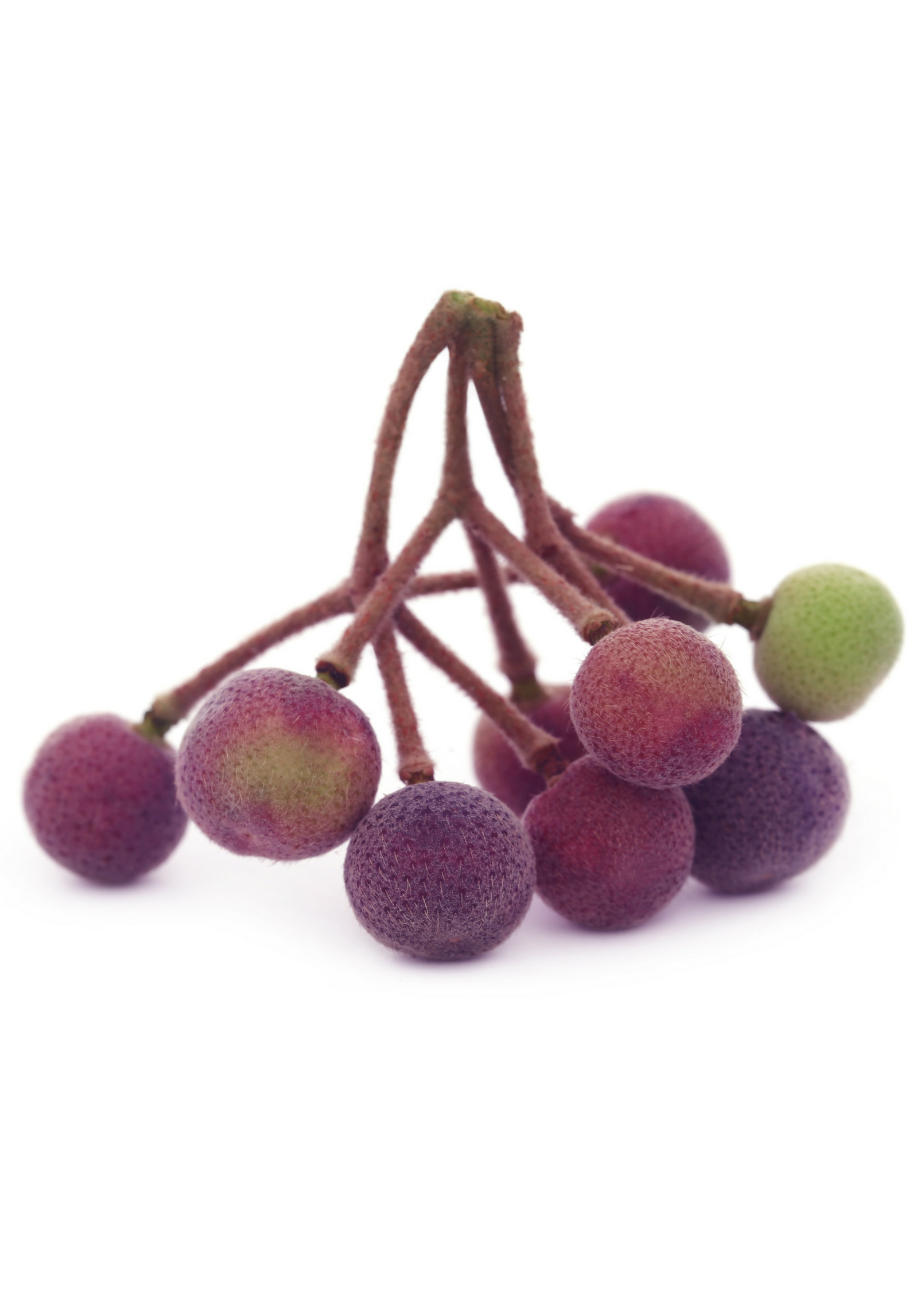 Sow Exotic Sherbert Berry tropical fruit tree in a coconut coir pot with lush green foliage and young branches.