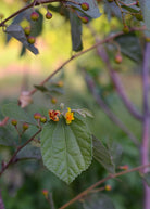 Sherbert Berry (Grewia asiatica) tropical fruit tree in a coconut coir pot, showcasing lush green foliage and healthy growth.