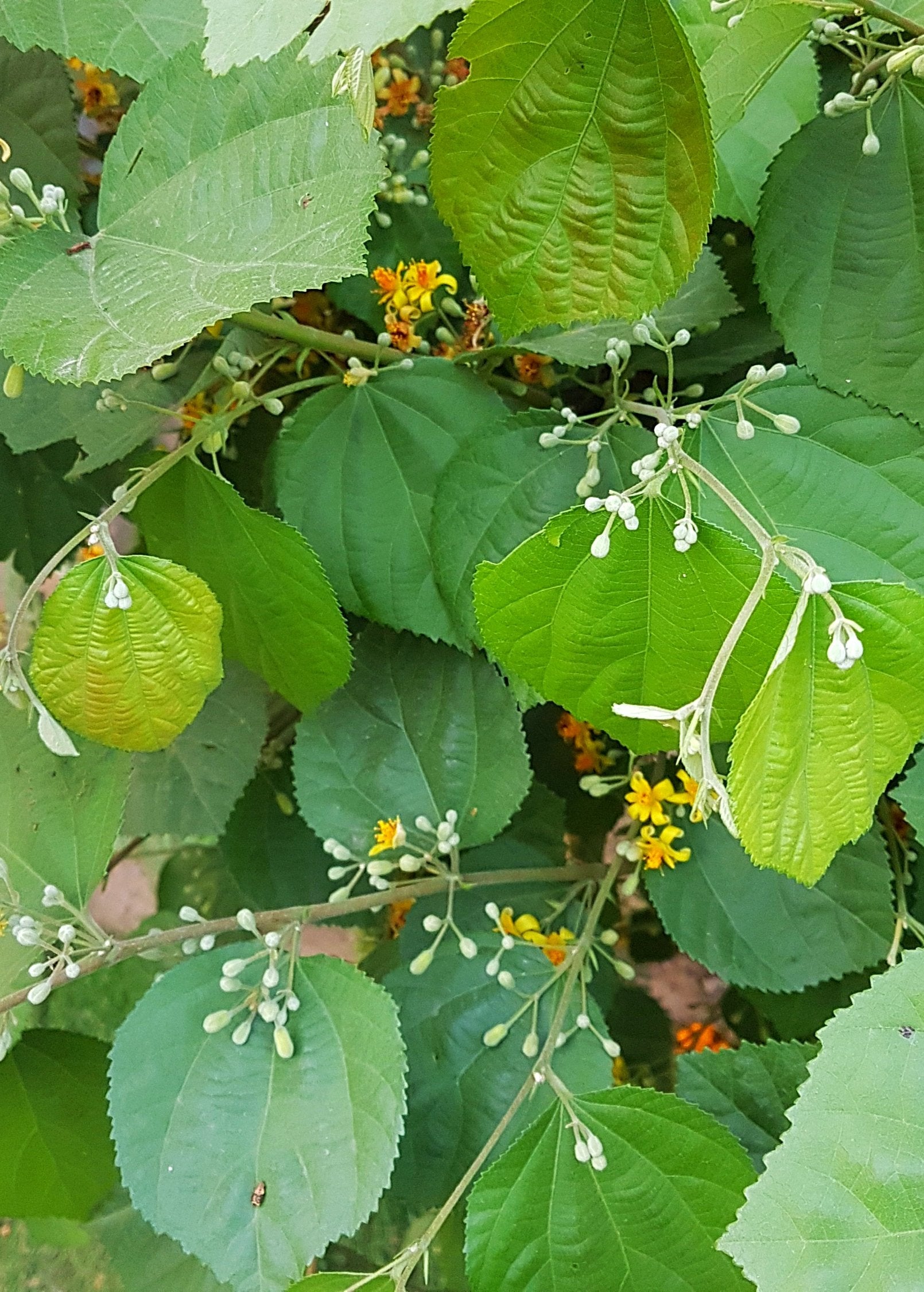 Sherbert Berry tropical fruit tree in a coconut coir pot by Sow Exotic, showcasing lush green foliage and young growth.