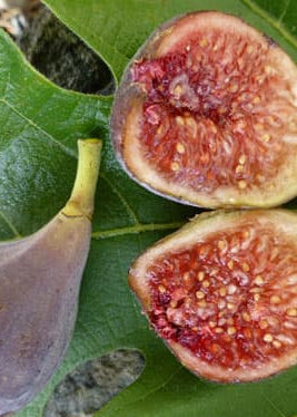 Celeste Fig tropical fruit tree in coconut coir pot from Sow Exotic, showing lush green foliage and healthy growth.