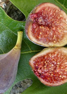 Celeste Fig tropical fruit tree in coconut coir pot from Sow Exotic, showing lush green foliage and healthy growth.