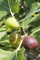 Celeste Fig tropical fruit tree in coconut coir pot from Sow Exotic, showcasing lush green foliage and healthy growth.