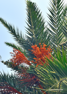 Cliff Date Seedling tropical fruit tree in coconut coir pot, showcasing young Phoenix reclinata with lush green fronds.