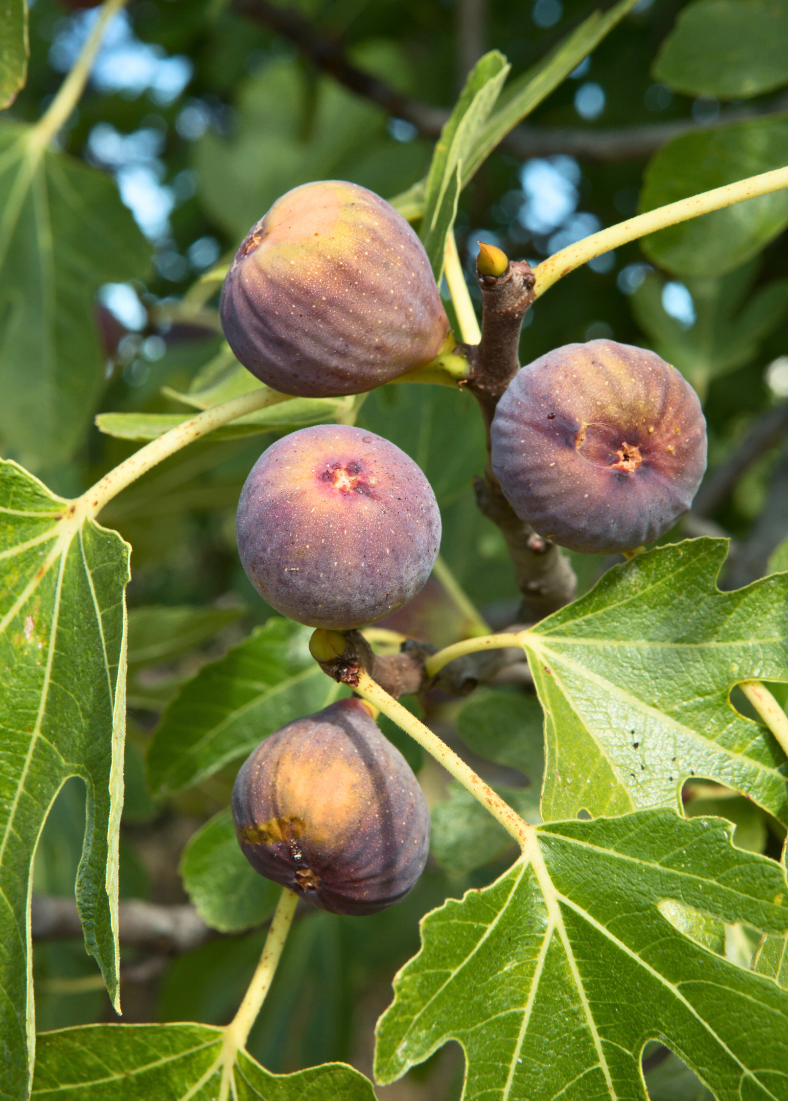 Fig 'Chicago Hardy' tropical fruit tree in a coconut coir pot, healthy Ficus carica variety by Sow Exotic.