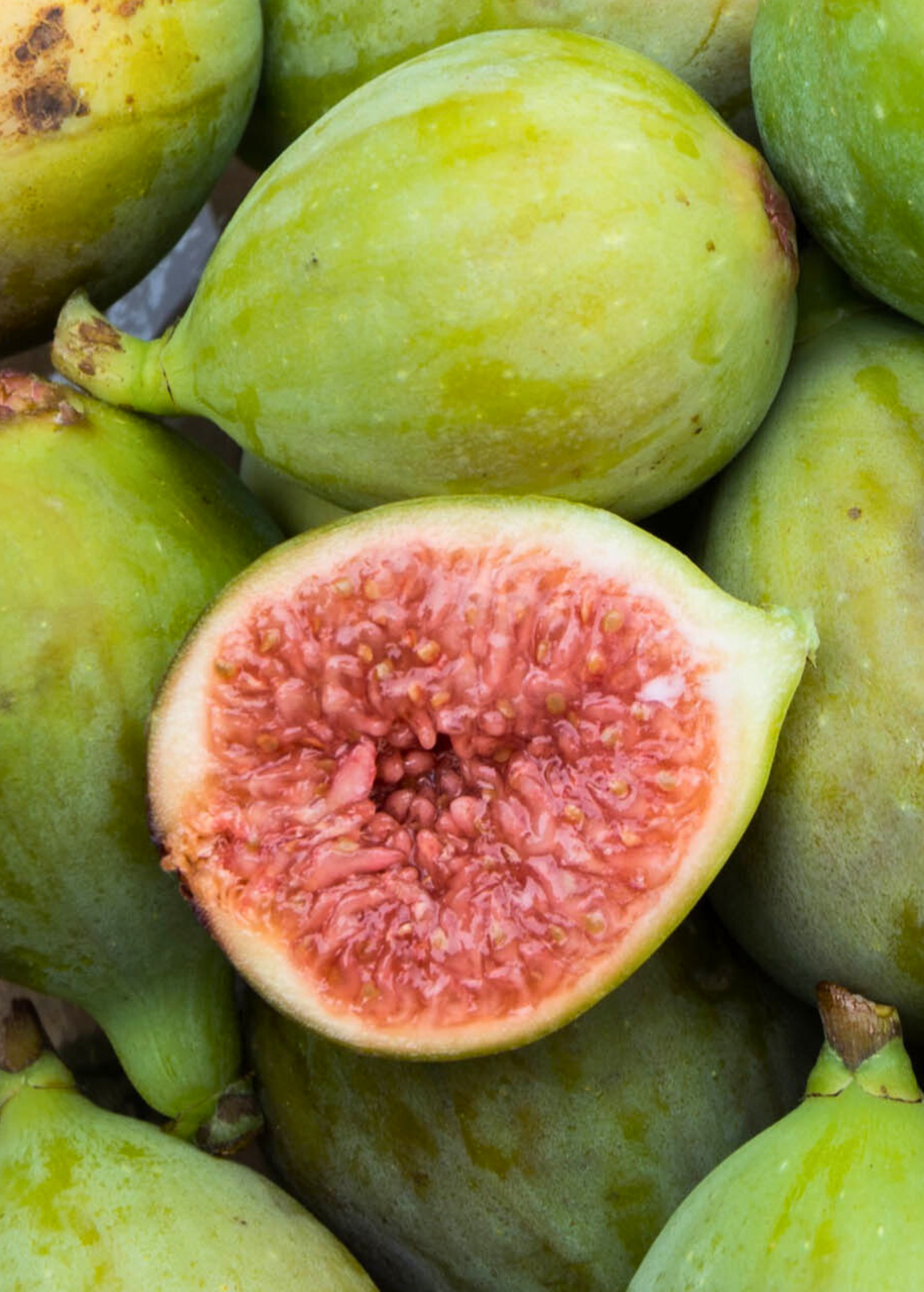 Fig 'Italian Honey' tropical fruit tree in a coconut coir pot, showcasing lush green leaves and healthy growth.