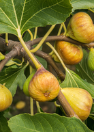 Yellow Long Neck Fig tree by Sow Exotic in coconut coir pot, showcasing lush green foliage and the distinctive elongated fruit.