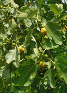 Yellow Long Neck fig tropical fruit tree in coconut coir pot, grown by Sow Exotic, with lush green leaves and a tall, slender shape.